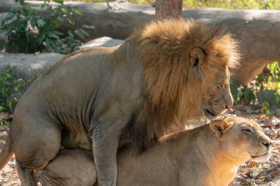 Seks na łonie natury: Bliskość i intymność w sercu przyrody.